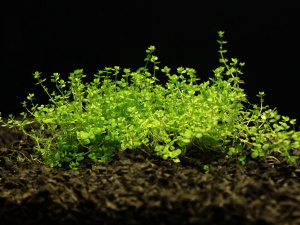 Micrathemum micrathemoides - Polokvětka drobná