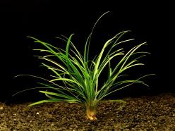 Ophiopogon japonicus - Sedoulek japonský