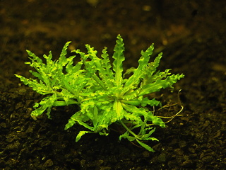 Pogostemon helferi - Pačule helferova (emerzní)