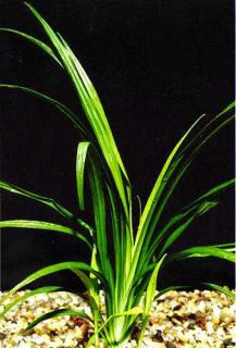 Reineckia carnea - Reinékie pleťová "T"