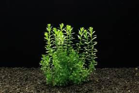 Rotala naejan - Kolovka naejan