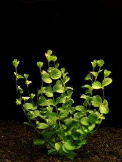 Rotala rotundifolia - Kolovka