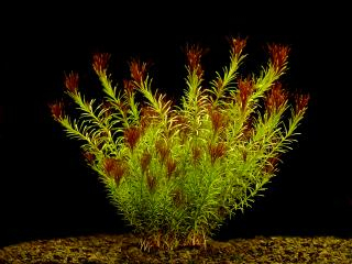 Rotala wallichii - Kolovka Wallichova
