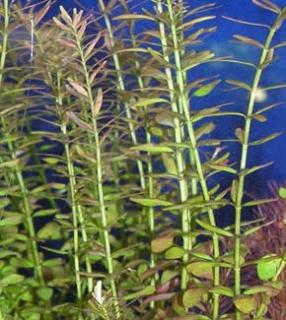 Rotala indica - Kolovka indická
