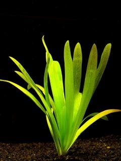 Sagitaria platiphylla - Šípatka platiphyla