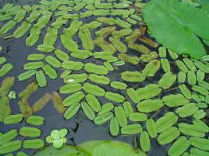 Salvinia natans - Nepukalka vzplývavá