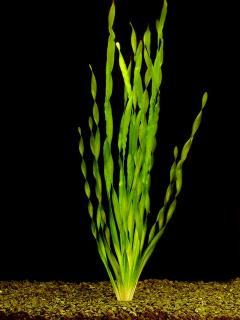 Vallisneria asiatica - Zákruticha asijská