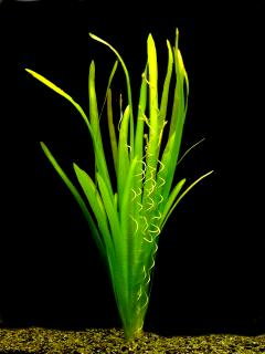Vallisneria gigantea - Zákruticha velká