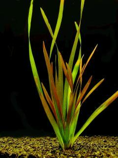 Vallisneria gigantea rubra - Zákruticha velká červená