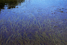Vallisneria americana var.americana