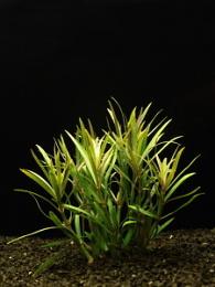 Pogostemon stellata - Pačule hvězdnatá
