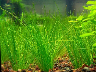 Eleocharis minima - Bahnička nejmenší