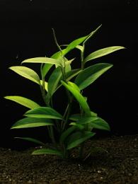Epipremnum pulchrum - Šplhavník krásný "T"