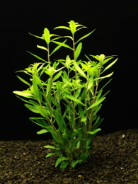 Proserpinaca palustris "Cuba" - Trojluška bahenní