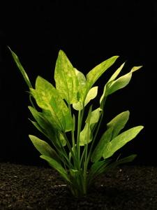 Echinodorus Marble Queen - Šípatkovec Marble Queen