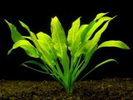 Echinodorus amazonicus XXL- Šípatkovec amazonský XXL