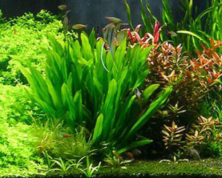 Echinodorus uruguayensis XXL - Šípatkoves uruguayský XXL