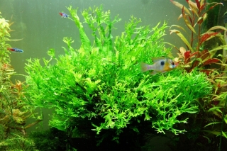 Microsorium pteropus windelow - Hnědovka křídlatá var. Windelow
