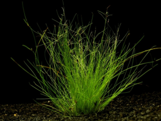 Eleocharis vivipara - Bahnička živorodá
