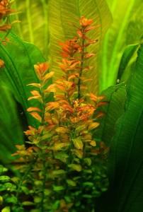 Rotala russila - Kolovka russila