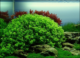 Micrathemum umbrosum - Malokvětka tmavá