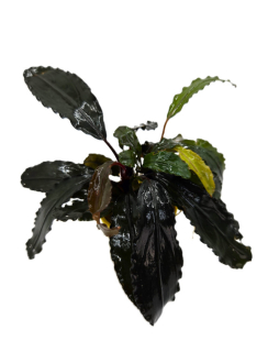 Bucephalandra Alamanda