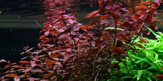 Ludwigia sp. mini super red