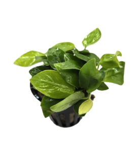 Anubias barteri-nana "Golden"